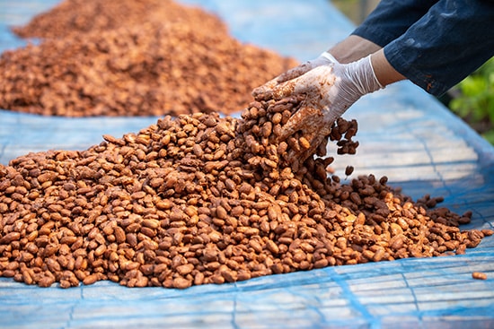 Cocoa,Beans,,Or,Cacao,Beans,Being,Dried,On,A,Drying
