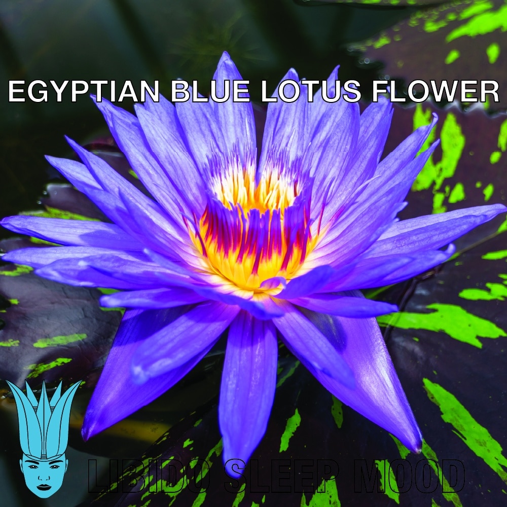 egyptian-blue-lotus-flower@1000x-100
